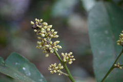 Glycosmis pentaphylla